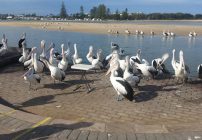 20160831_rola_an0071