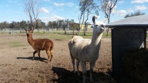 20160901_rola_an0082