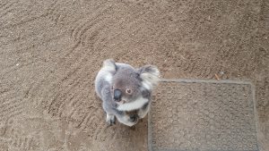 20160901_rola_an0084