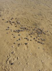 20160904_rola_an0092