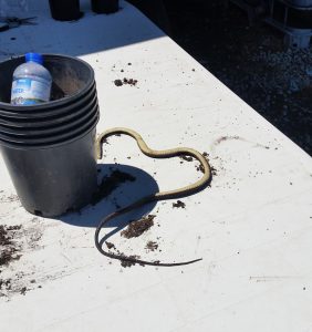 20160930_rola_an0149